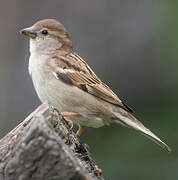 Moineau domestique