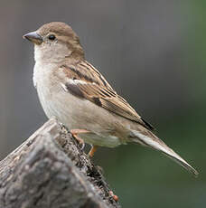 Moineau domestique