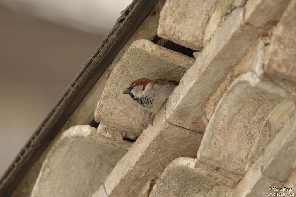 House Sparrow male adult breeding, identification, Reproduction-nesting