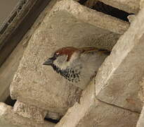 House Sparrow