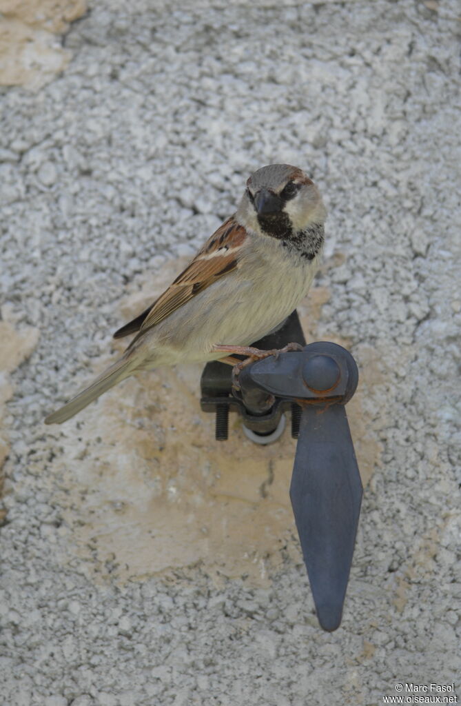 Moineau domestique mâle adulte nuptial, identification