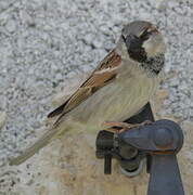 House Sparrow