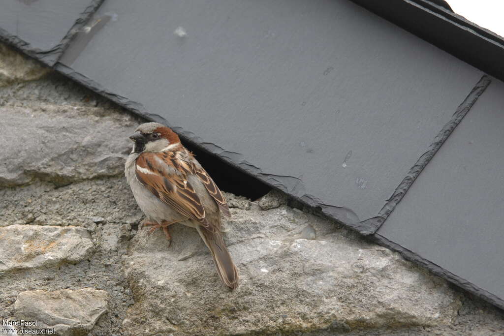 Moineau domestique mâle adulte nuptial, Nidification