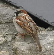 Moineau domestique