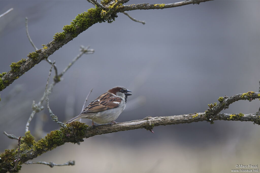 House Sparrow male, identification, song