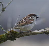 House Sparrow