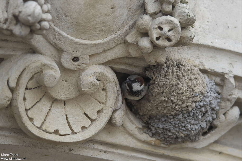 Moineau domestique mâle adulte, Nidification, Comportement