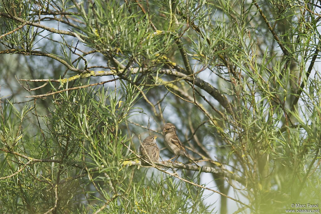 House Sparrow, identification, Reproduction-nesting