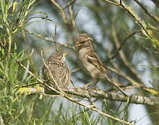 Moineau domestique