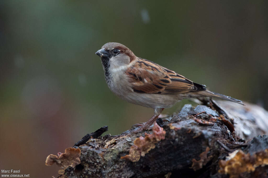 Moineau domestique mâle adulte, identification