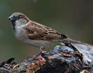 Moineau domestique