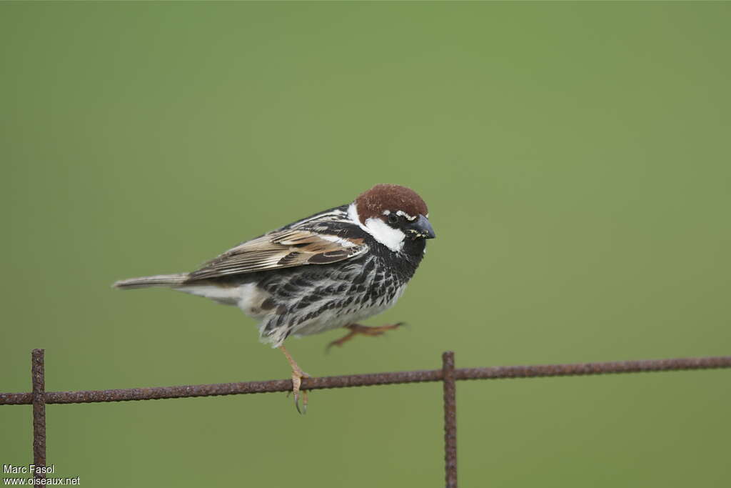 Moineau espagnol mâle adulte nuptial, Comportement