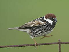 Spanish Sparrow