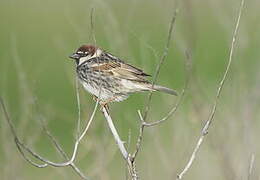 Spanish Sparrow