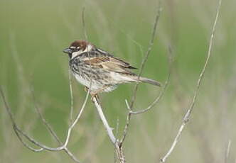 Moineau espagnol