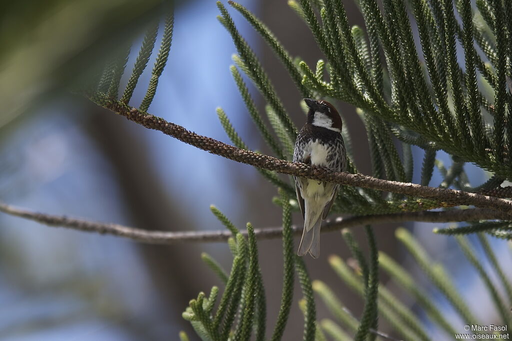 Moineau espagnol mâle adulte nuptial, identification, chant