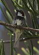 Moineau espagnol