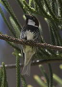 Spanish Sparrow