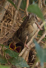 Moineau espagnol