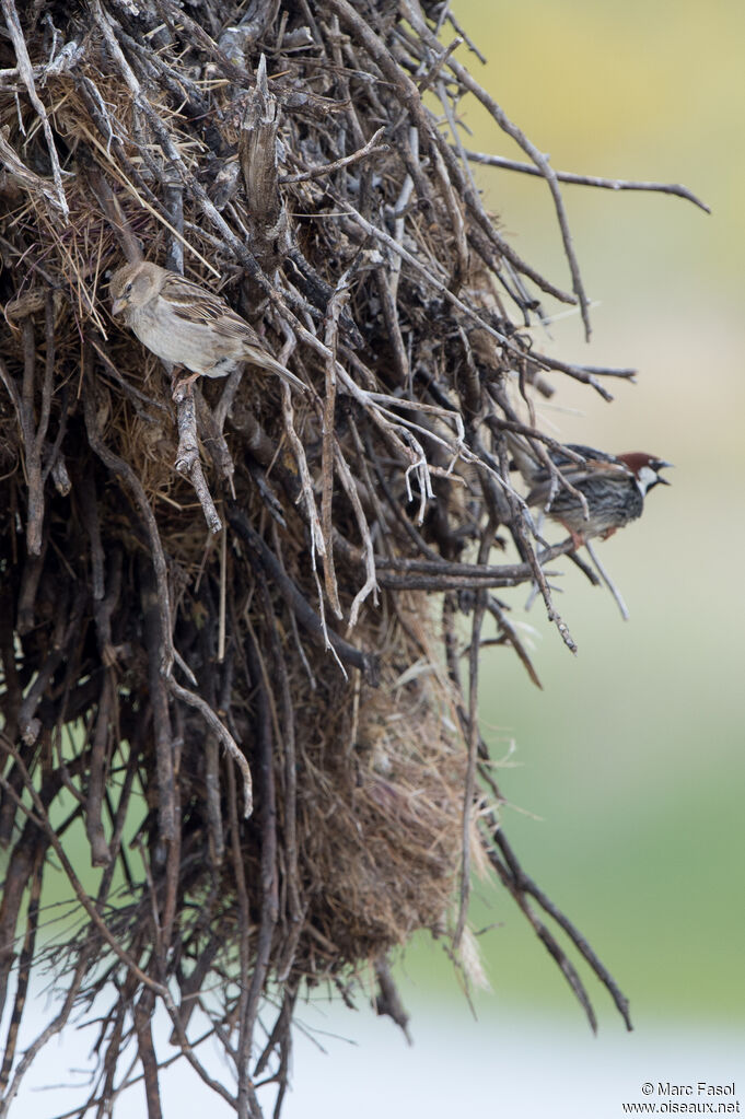 Spanish Sparrowadult, Reproduction-nesting, colonial reprod.