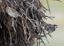 Spanish Sparrow