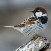 Spanish Sparrow