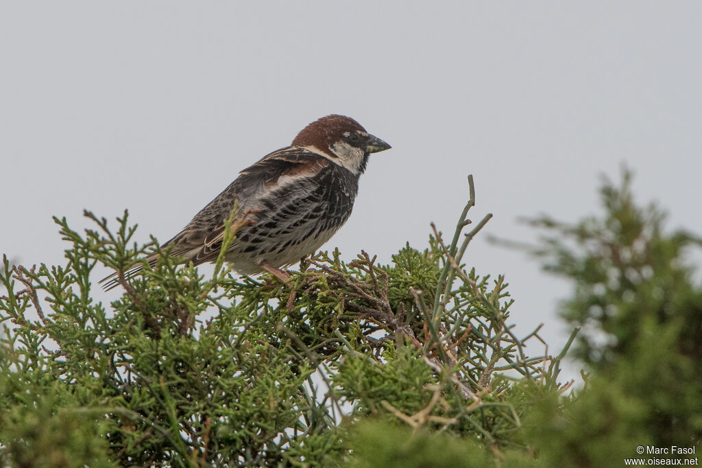 Moineau espagnol