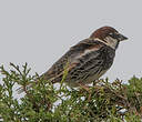 Moineau espagnol