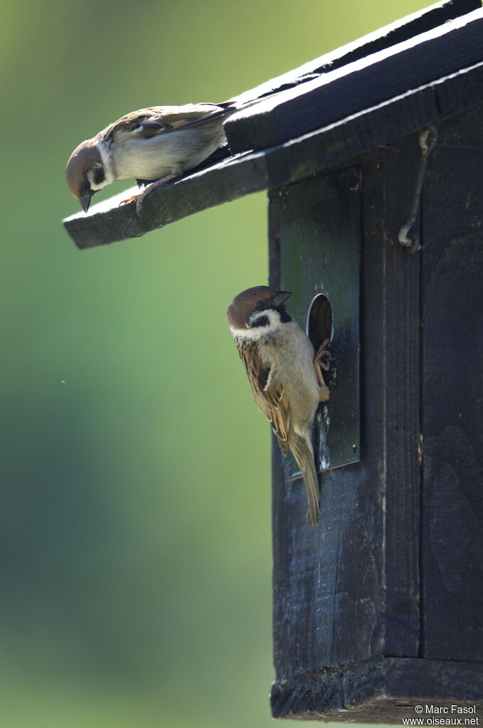 Eurasian Tree Sparrow adult breeding, Reproduction-nesting, Behaviour