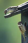 Eurasian Tree Sparrow