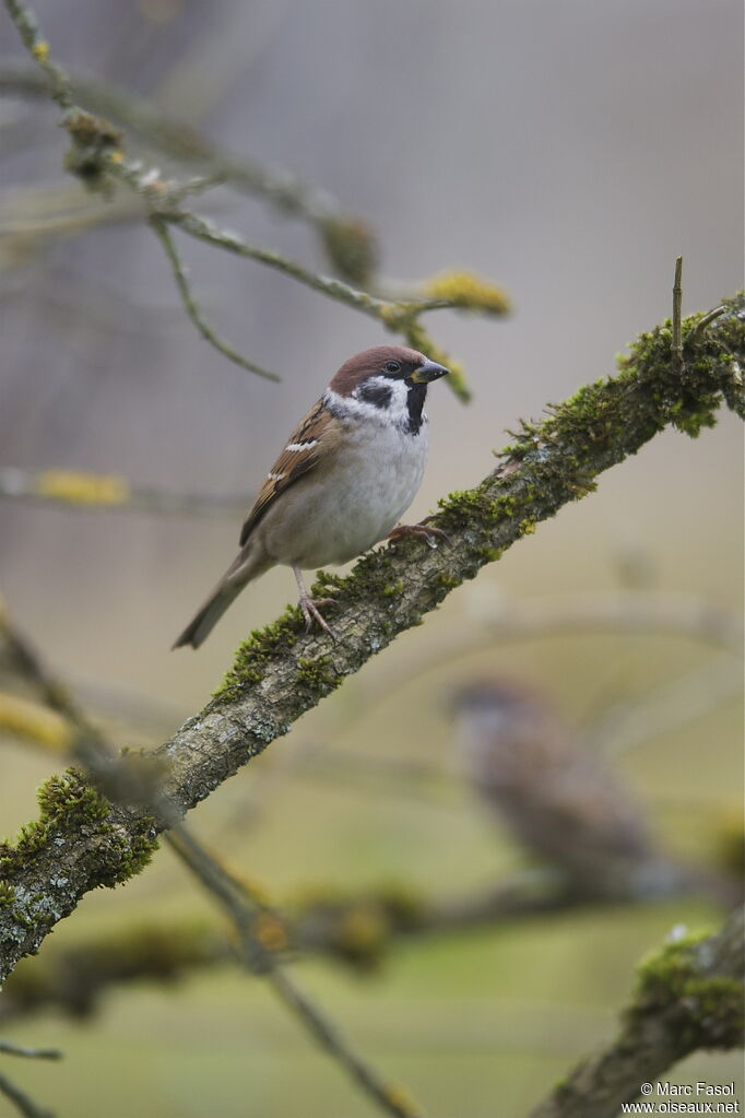 Moineau friquetadulte internuptial, identification