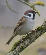 Eurasian Tree Sparrow