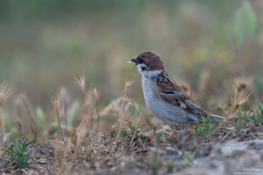 Moineau friquetadulte, identification, régime