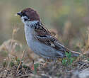 Moineau friquet