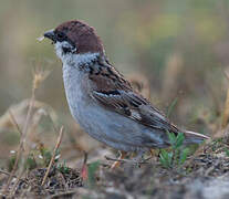 Eurasian Tree Sparrow