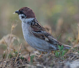 Moineau friquet