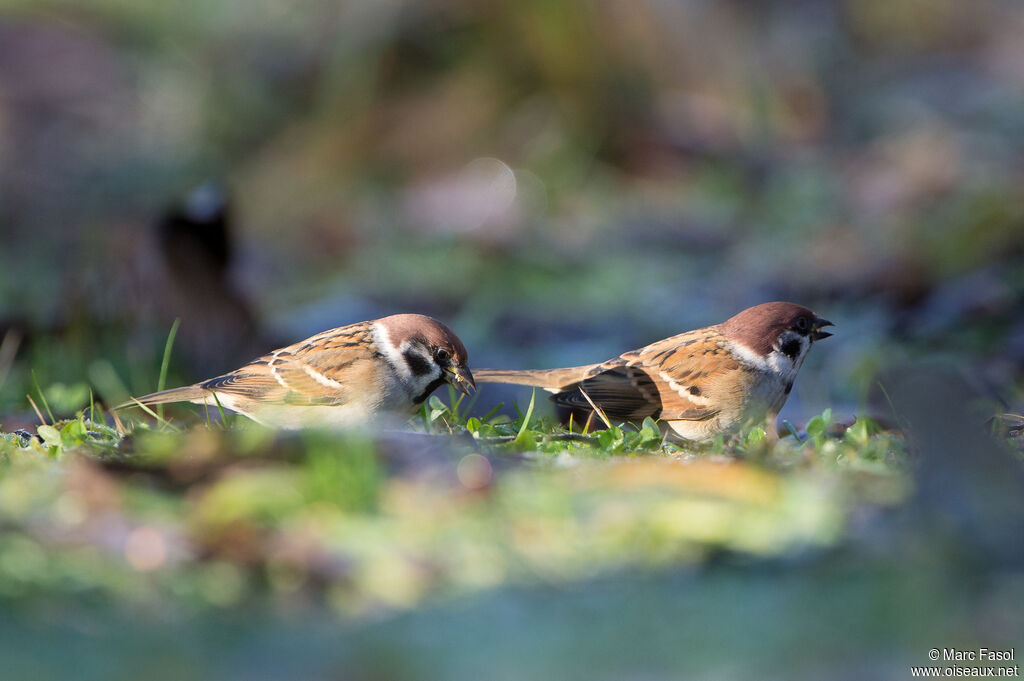 Eurasian Tree Sparrow, eats