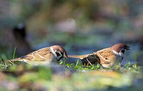 Eurasian Tree Sparrow