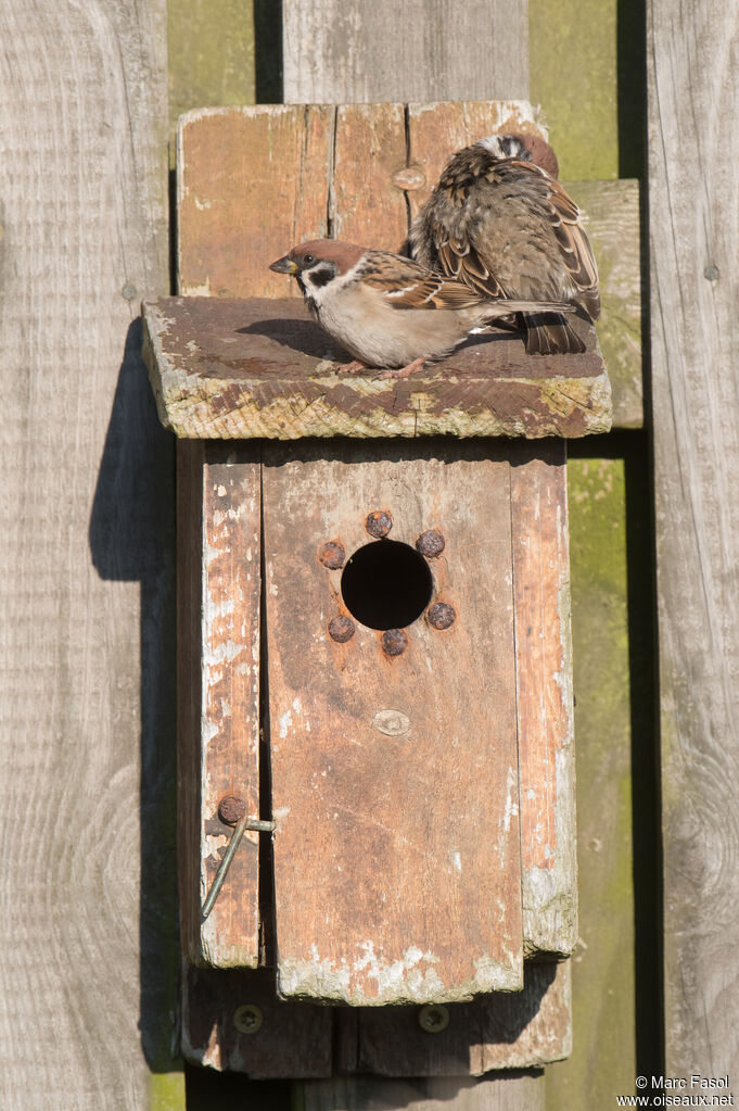 Eurasian Tree Sparrowadult breeding, Reproduction-nesting