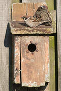 Eurasian Tree Sparrow