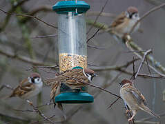 Eurasian Tree Sparrow