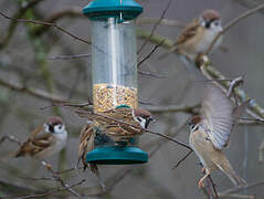 Eurasian Tree Sparrow