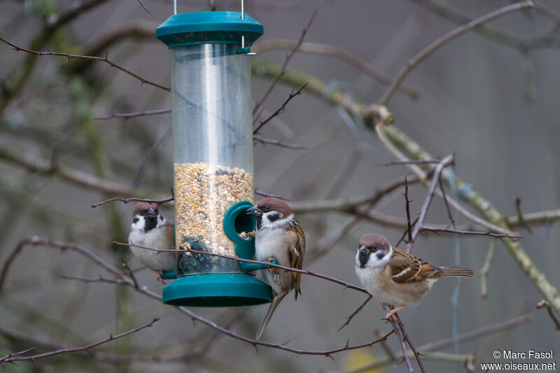 Eurasian Tree Sparrow, feeding habits, eats