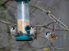 Eurasian Tree Sparrow