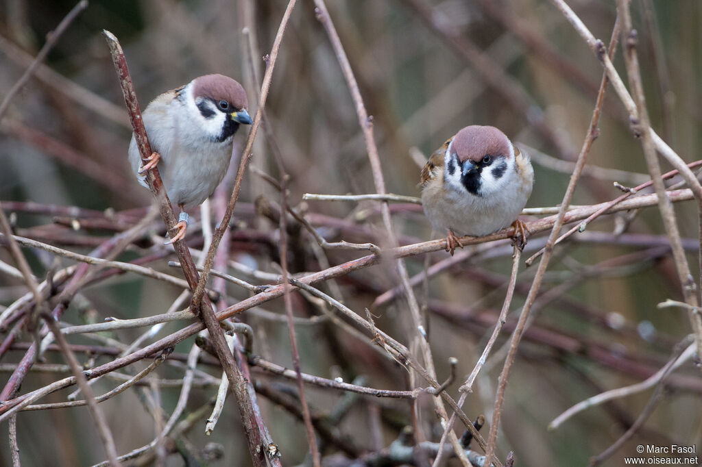 Moineau friquetadulte