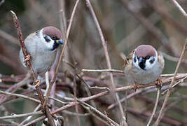 Eurasian Tree Sparrow