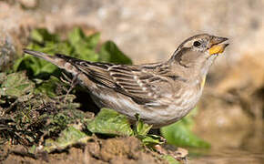 Rock Sparrow