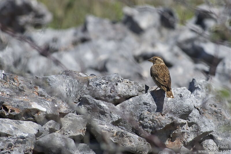 Rock Sparrowadult, identification