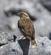 Rock Sparrow