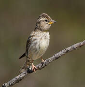 Rock Sparrow